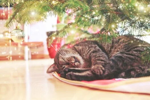 Kat der sover på et juletræstæppe